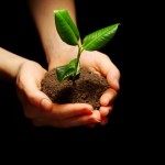 plant